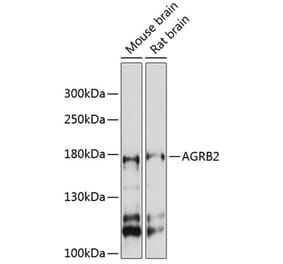 Western Blot - Anti-BAI2 Antibody (A88500) - Antibodies.com