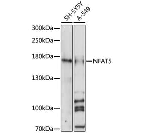 Western Blot - Anti-NFAT5 Antibody (A88501) - Antibodies.com