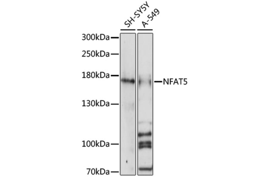 Western Blot - Anti-NFAT5 Antibody (A88501) - Antibodies.com