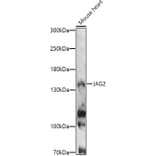 Western Blot - Anti-Jagged 2/JAG2 Antibody (A88503) - Antibodies.com