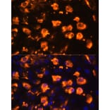 Immunofluorescence - Anti-Jagged 2/JAG2 Antibody (A88503) - Antibodies.com