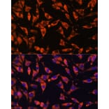 Immunofluorescence - Anti-Jagged 2/JAG2 Antibody (A88503) - Antibodies.com