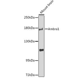 Western Blot - Anti-AMBRA1 Antibody (A88504) - Antibodies.com