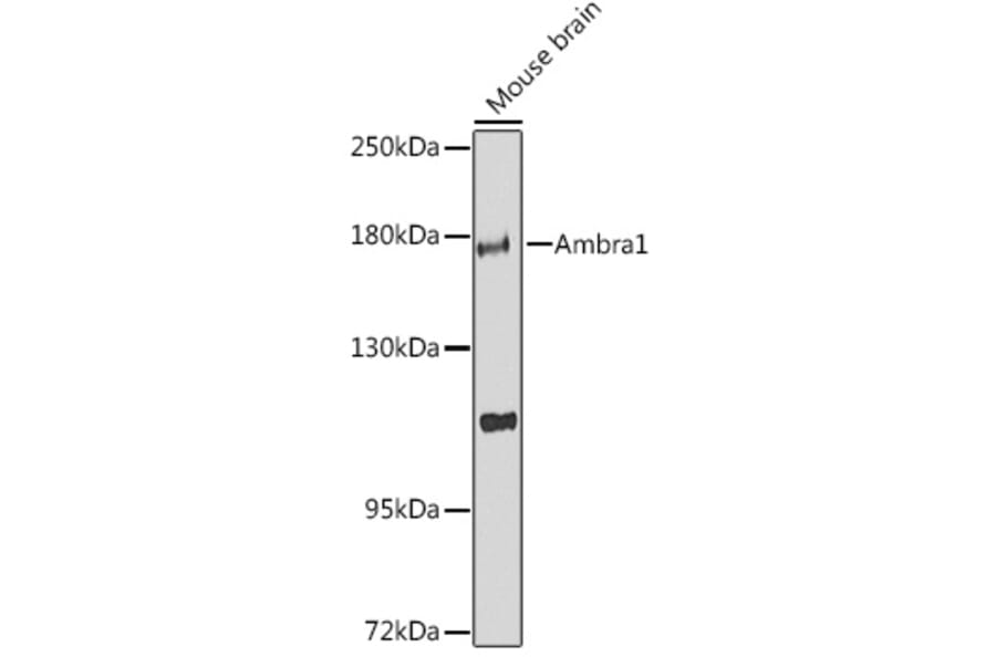 Western Blot - Anti-AMBRA1 Antibody (A88504) - Antibodies.com
