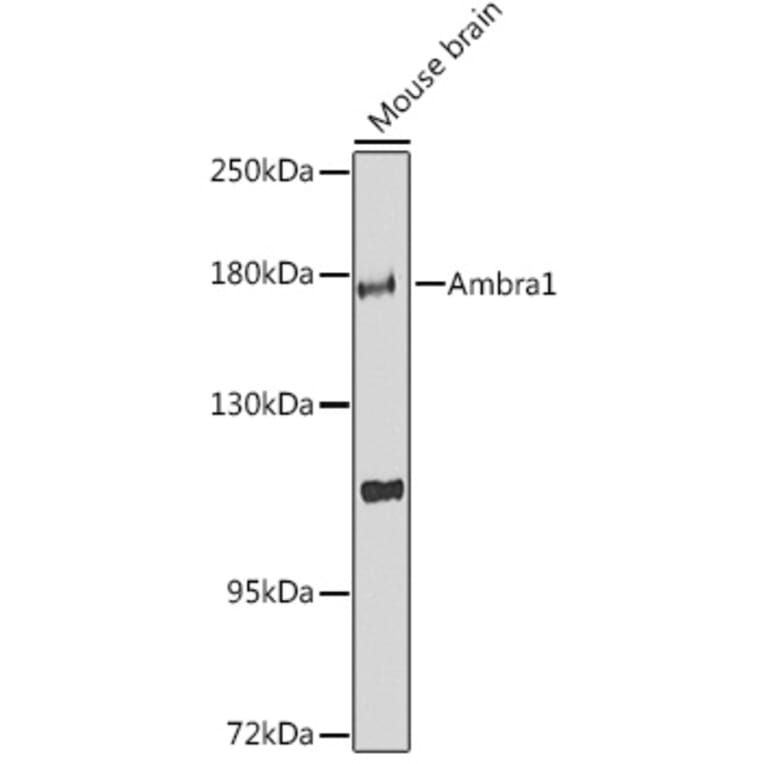 Western Blot - Anti-AMBRA1 Antibody (A88504) - Antibodies.com