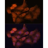 Immunofluorescence - Anti-SYCP2 Antibody (A88505) - Antibodies.com