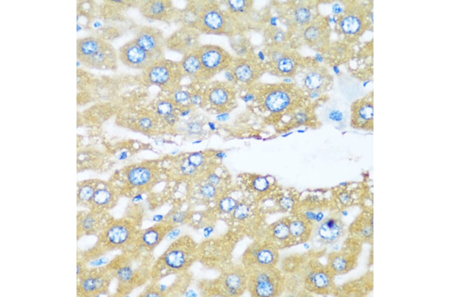 Immunohistochemistry - Anti-ARHGEF5 Antibody (A88506) - Antibodies.com