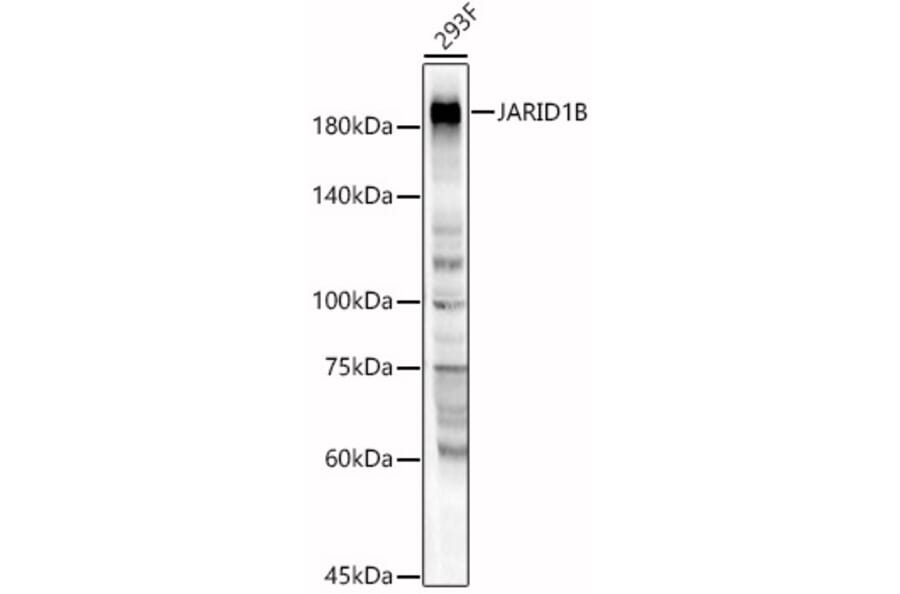 Western Blot - Anti-JARID1B Antibody (A88508) - Antibodies.com