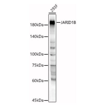 Western Blot - Anti-JARID1B Antibody (A88508) - Antibodies.com