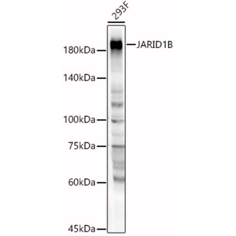 Western Blot - Anti-JARID1B Antibody (A88508) - Antibodies.com