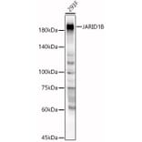 Western Blot - Anti-JARID1B Antibody (A88508) - Antibodies.com
