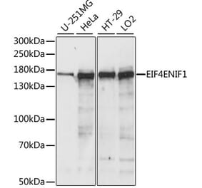 Western Blot - Anti-4E-T Antibody (A88511) - Antibodies.com