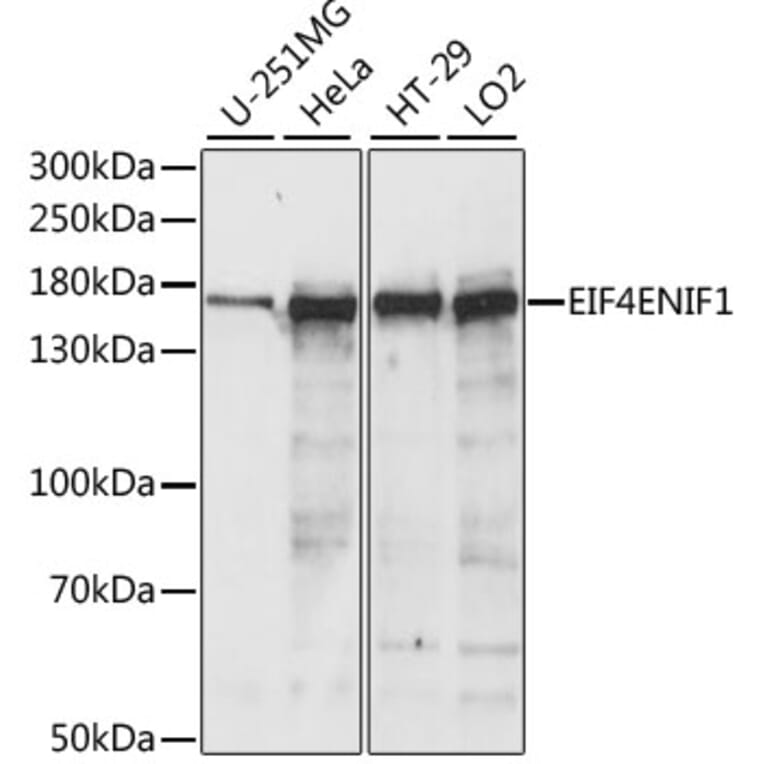 Western Blot - Anti-4E-T Antibody (A88511) - Antibodies.com
