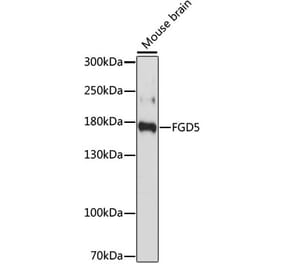 Western Blot - Anti-FGD5 Antibody (A88512) - Antibodies.com