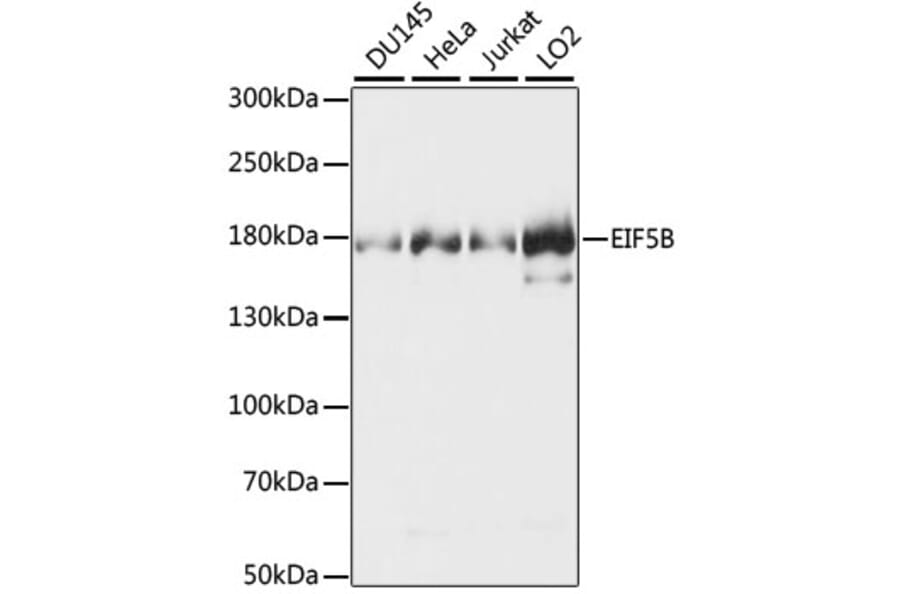 Western Blot - Anti-EIF5B Antibody (A88513) - Antibodies.com