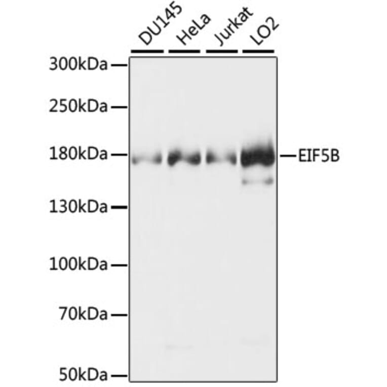 Western Blot - Anti-EIF5B Antibody (A88513) - Antibodies.com