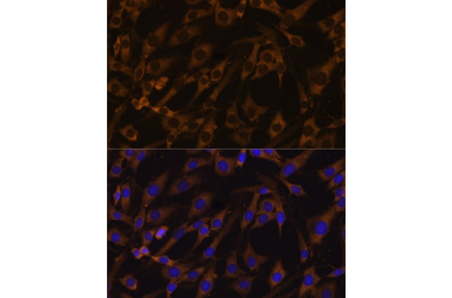 Immunofluorescence - Anti-EIF5B Antibody (A88513) - Antibodies.com