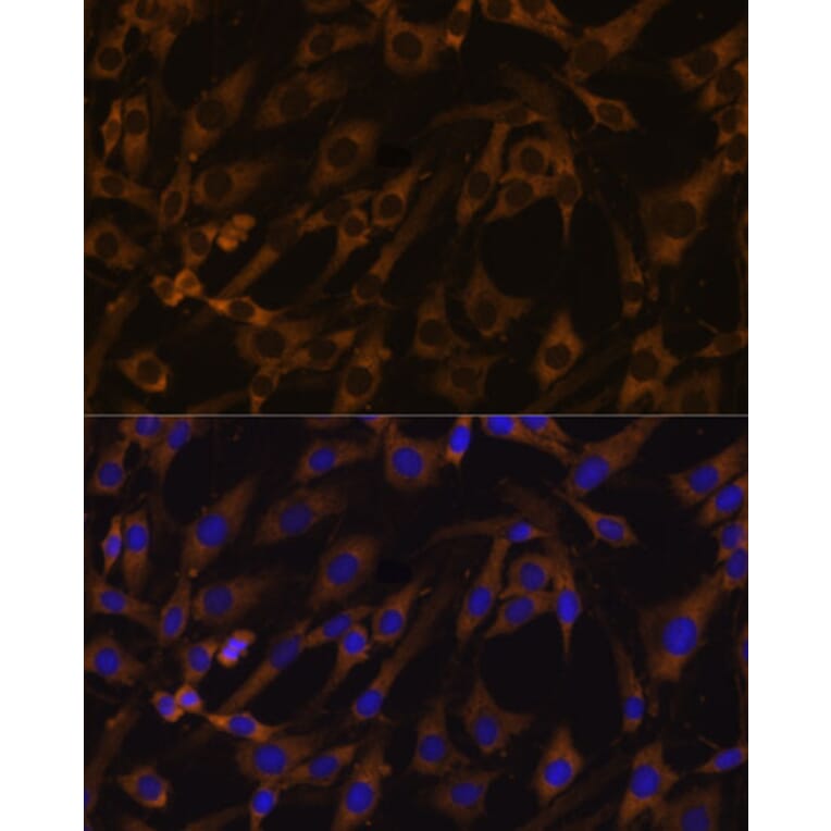 Immunofluorescence - Anti-EIF5B Antibody (A88513) - Antibodies.com