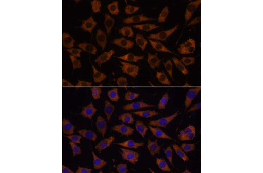 Immunofluorescence - Anti-EIF5B Antibody (A88513) - Antibodies.com
