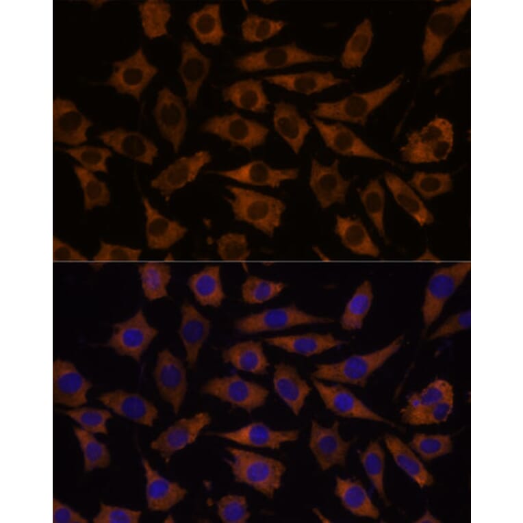 Immunofluorescence - Anti-EIF5B Antibody (A88513) - Antibodies.com
