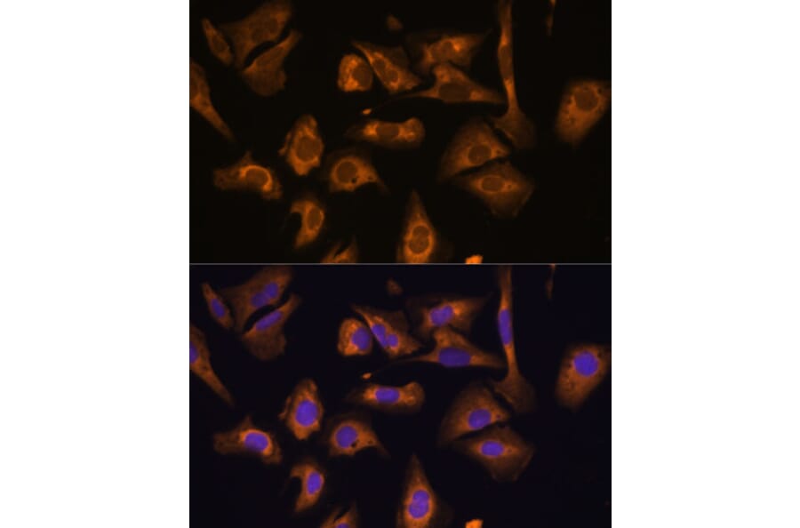 Immunofluorescence - Anti-EIF5B Antibody (A88513) - Antibodies.com
