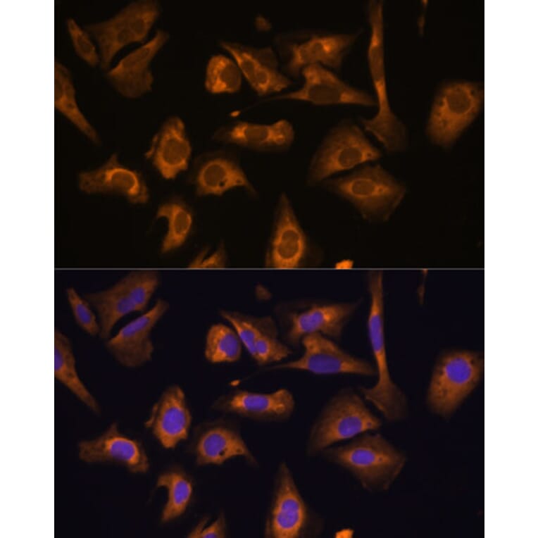 Immunofluorescence - Anti-EIF5B Antibody (A88513) - Antibodies.com