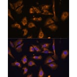 Immunofluorescence - Anti-EIF5B Antibody (A88513) - Antibodies.com