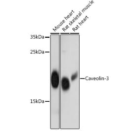 Western Blot - Anti-Caveolin-3 Antibody (A88517) - Antibodies.com