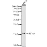 Western Blot - Anti-IFITM2 Antibody (A88518) - Antibodies.com