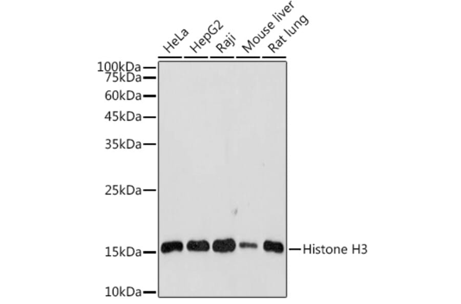 Western Blot - Anti-Histone H3 Antibody (A88523) - Antibodies.com