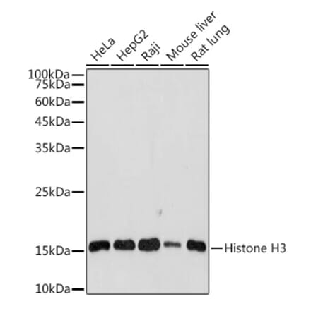 Western Blot - Anti-Histone H3 Antibody (A88523) - Antibodies.com