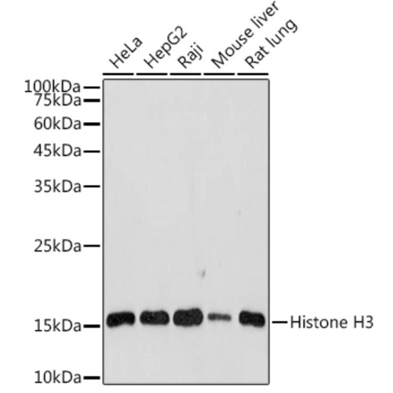 Western Blot - Anti-Histone H3 Antibody (A88523) - Antibodies.com