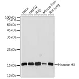 Western Blot - Anti-Histone H3 Antibody (A88523) - Antibodies.com