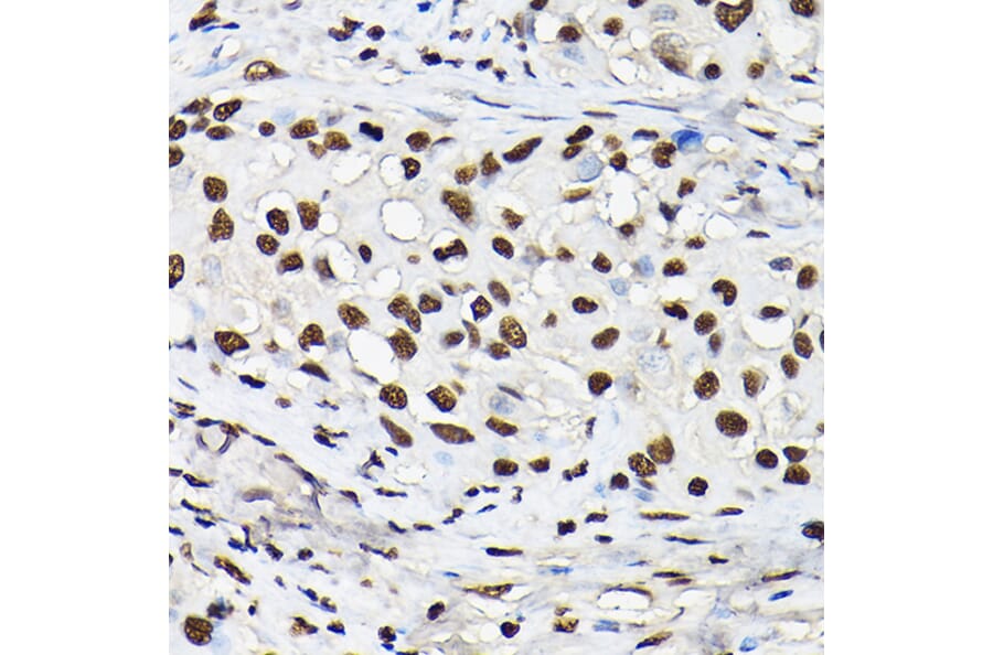 Immunohistochemistry - Anti-Histone H3 Antibody (A88523) - Antibodies.com