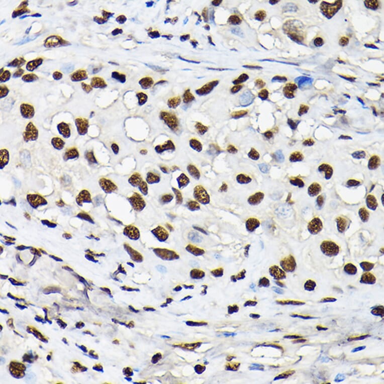 Immunohistochemistry - Anti-Histone H3 Antibody (A88523) - Antibodies.com