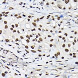 Immunohistochemistry - Anti-Histone H3 Antibody (A88523) - Antibodies.com