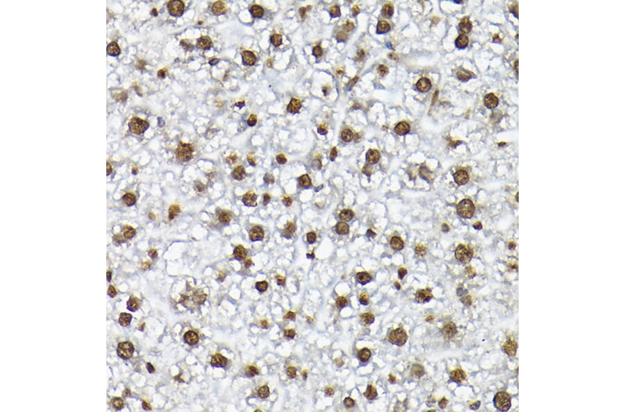 Immunohistochemistry - Anti-Histone H3 Antibody (A88523) - Antibodies.com