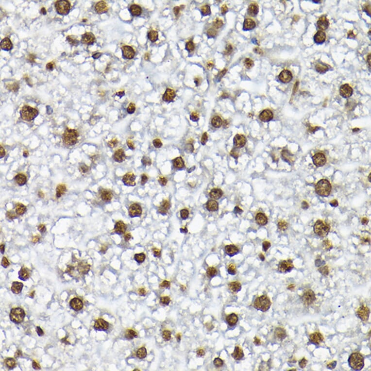 Immunohistochemistry - Anti-Histone H3 Antibody (A88523) - Antibodies.com