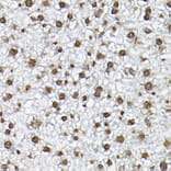 Immunohistochemistry - Anti-Histone H3 Antibody (A88523) - Antibodies.com