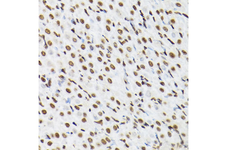 Immunohistochemistry - Anti-Histone H3 Antibody (A88523) - Antibodies.com