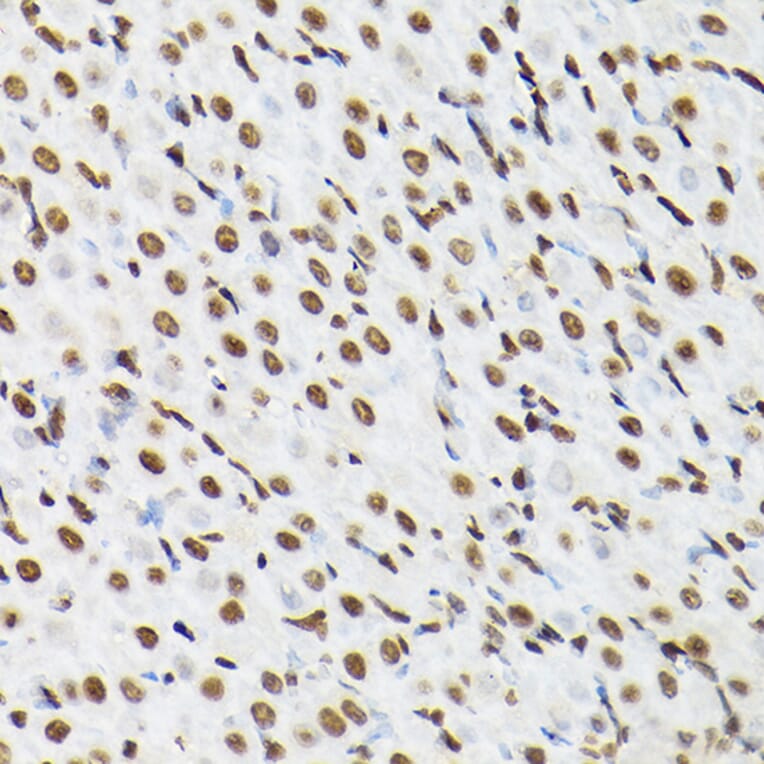 Immunohistochemistry - Anti-Histone H3 Antibody (A88523) - Antibodies.com