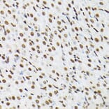 Immunohistochemistry - Anti-Histone H3 Antibody (A88523) - Antibodies.com