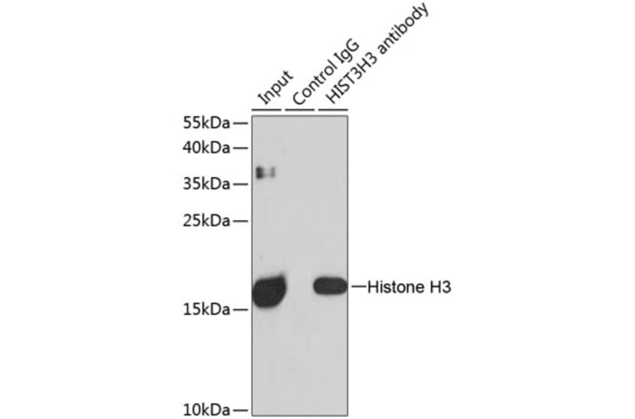 Western Blot - Anti-Histone H3 Antibody (A88523) - Antibodies.com