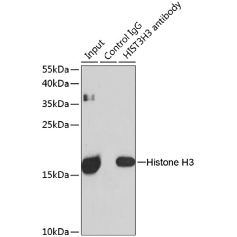 Western Blot - Anti-Histone H3 Antibody (A88523) - Antibodies.com