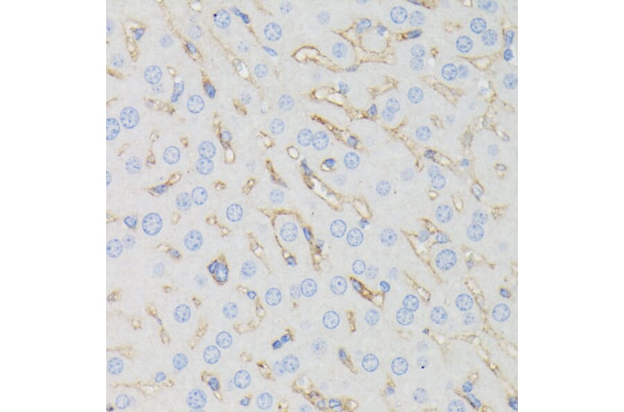 Immunohistochemistry - Anti-IFITM1 Antibody (A88524) - Antibodies.com