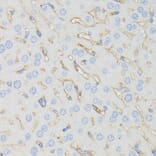 Immunohistochemistry - Anti-IFITM1 Antibody (A88524) - Antibodies.com