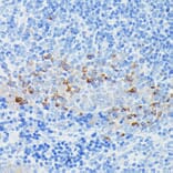Immunohistochemistry - Anti-IFITM1 Antibody (A88524) - Antibodies.com