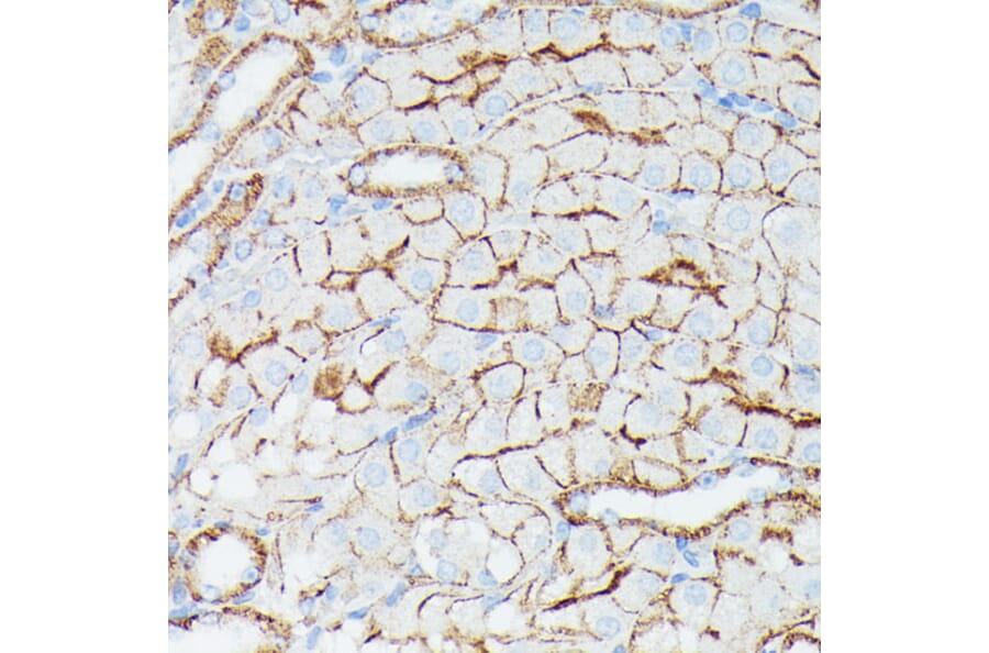 Immunohistochemistry - Anti-IFITM1 Antibody (A88524) - Antibodies.com