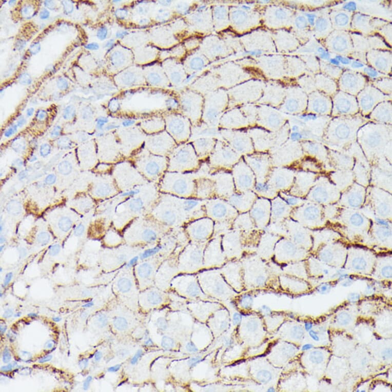 Immunohistochemistry - Anti-IFITM1 Antibody (A88524) - Antibodies.com