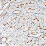 Immunohistochemistry - Anti-IFITM1 Antibody (A88524) - Antibodies.com